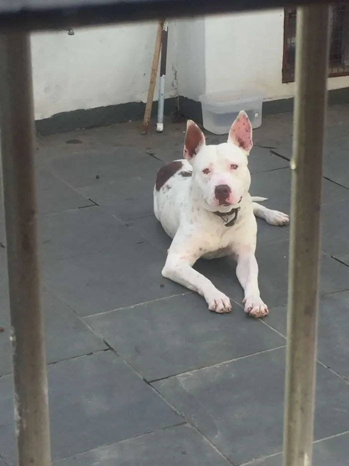 Cachorro ra a pitbull albino idade 7 a 11 meses nome ruck