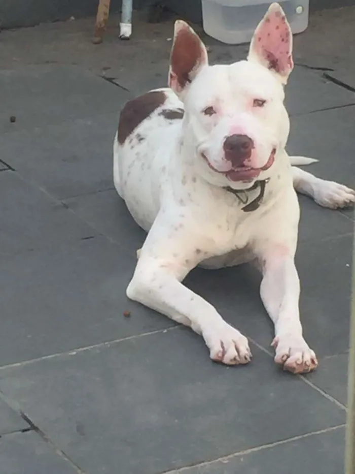 Cachorro raça pitbull albino idade 7 a 11 meses nome ruck
