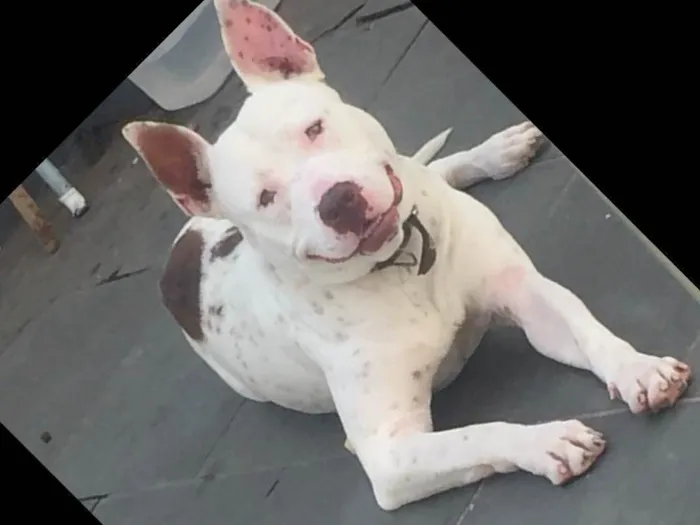 Cachorro raça pitbull albino idade 7 a 11 meses nome ruck