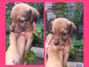 Cachorro raça Vira-lata idade Abaixo de 2 meses nome Chocolate