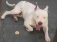 ruck