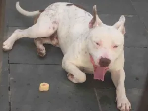Cachorro raça pitbull albino idade 7 a 11 meses nome ruck
