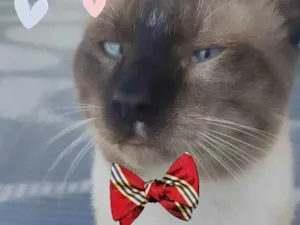 Gato raça Siamês  idade 1 ano nome Jorginho