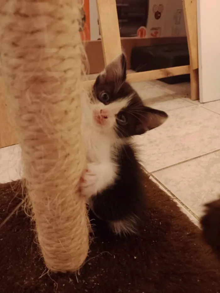 Gato raça Frajola idade Abaixo de 2 meses nome lucky