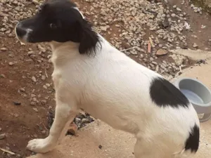 Cachorro raça Vira lata idade 2 a 6 meses nome Ringo