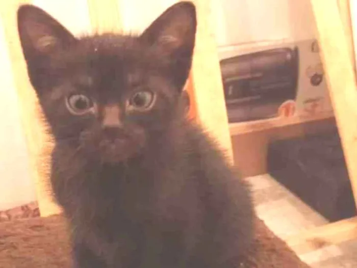 Gato raça Frajola idade Abaixo de 2 meses nome Lua