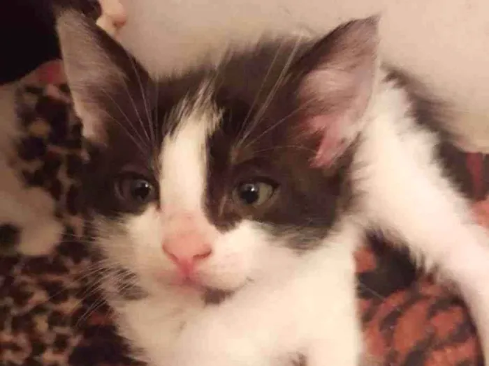 Gato raça frajola idade Abaixo de 2 meses nome Charlote