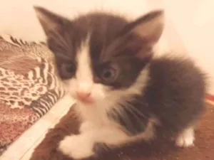 Gato raça Frajola idade Abaixo de 2 meses nome Scott