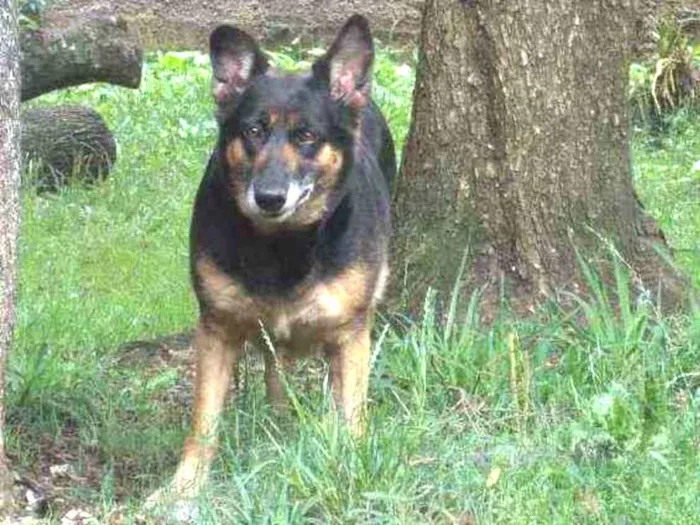 Cachorro ra a SRD idade 4 anos nome ODARA