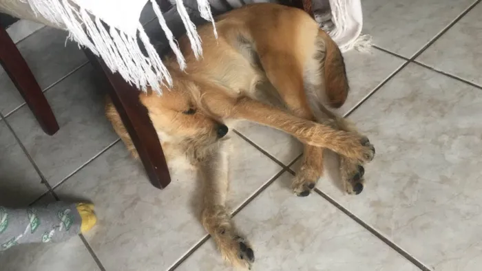 Cachorro ra a Vira lata idade 1 ano nome Chico 