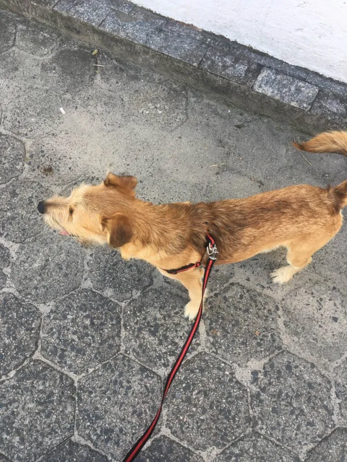 Cachorro ra a Vira lata idade 1 ano nome Chico 