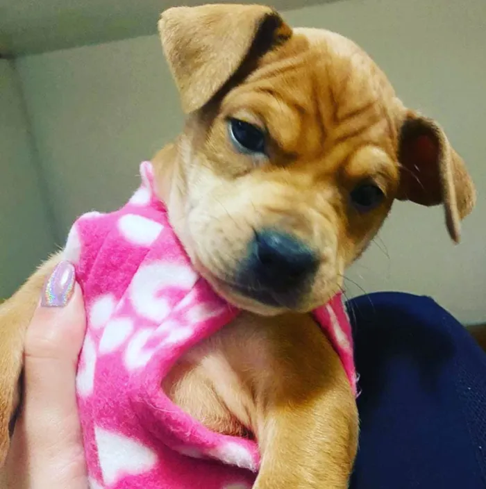 Cachorro ra a Linsa idade Abaixo de 2 meses nome Manjerona 