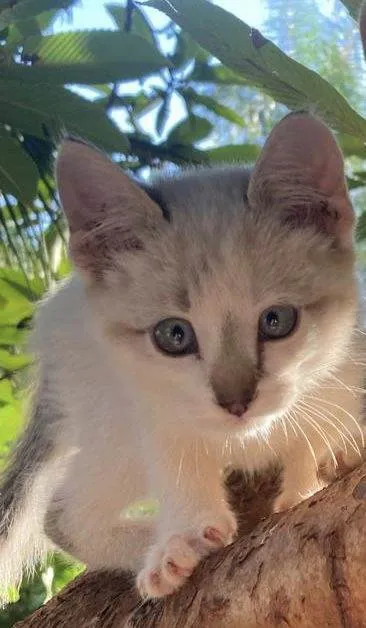 Gato ra a  idade 2 a 6 meses nome Laura