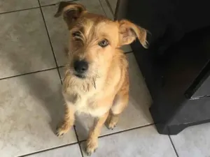 Cachorro raça Vira lata idade 1 ano nome Chico 