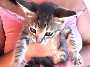 Gato raça  idade Abaixo de 2 meses nome Não tem ainda 