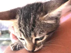 Gato raça  idade Abaixo de 2 meses nome Não tem ainda 