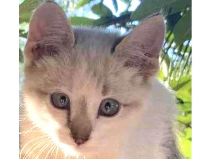Gato ra a  idade 2 a 6 meses nome Laura