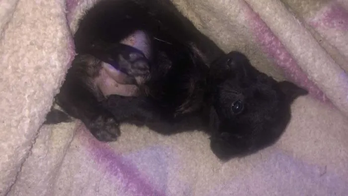 Cachorro ra a Vira-lata idade Abaixo de 2 meses nome Todos sem nome 
