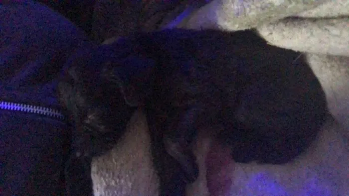 Cachorro ra a Vira-lata idade Abaixo de 2 meses nome Todos sem nome 