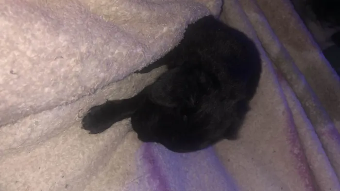 Cachorro ra a Vira-lata idade Abaixo de 2 meses nome Todos sem nome 