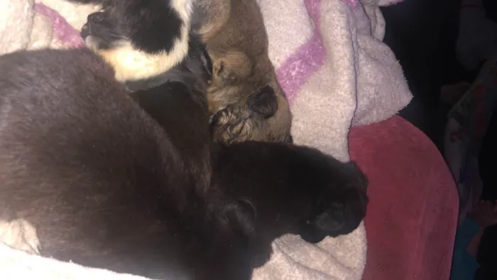 Cachorro ra a Vira-lata idade Abaixo de 2 meses nome Todos sem nome 