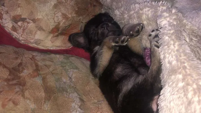 Cachorro ra a Vira-lata idade Abaixo de 2 meses nome Todos sem nome 