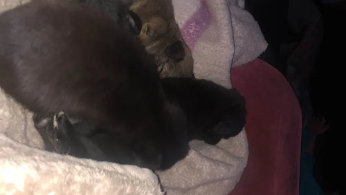 Cachorro ra a Vira-lata idade Abaixo de 2 meses nome Todos sem nome 