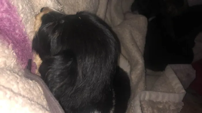 Cachorro ra a Vira-lata idade Abaixo de 2 meses nome Todos sem nome 