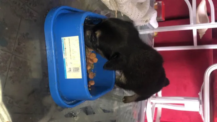 Cachorro ra a Vira-lata idade Abaixo de 2 meses nome Todos sem nome 