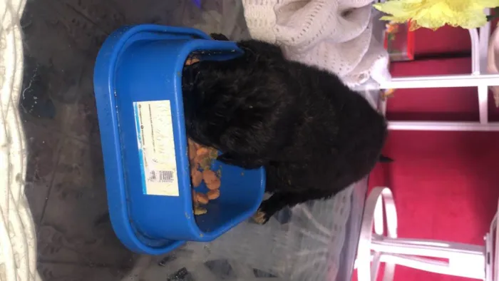 Cachorro ra a Vira-lata idade Abaixo de 2 meses nome Todos sem nome 