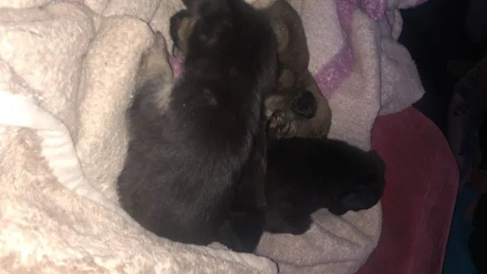 Cachorro ra a Vira-lata idade Abaixo de 2 meses nome Todos sem nome 