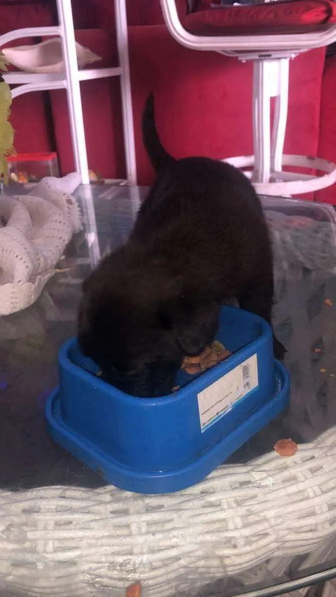 Cachorro ra a Vira-lata idade Abaixo de 2 meses nome Todos sem nome 