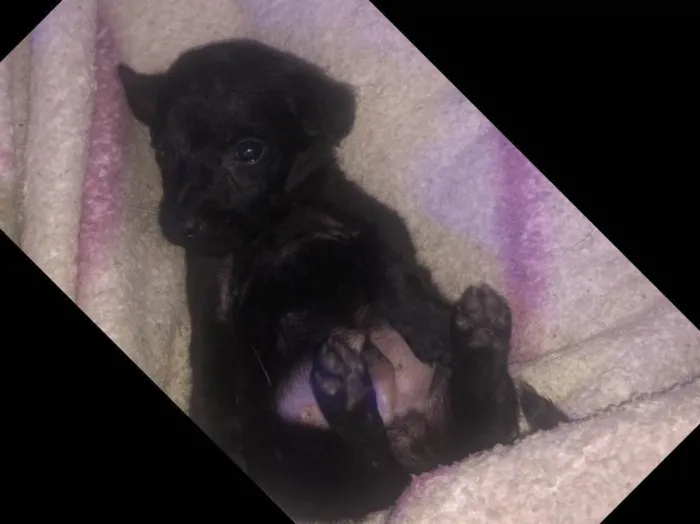 Cachorro ra a Vira-lata idade Abaixo de 2 meses nome Todos sem nome 