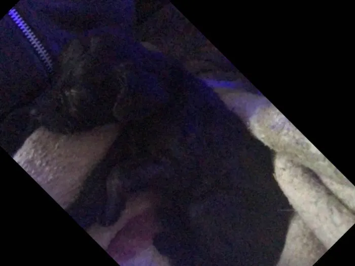 Cachorro ra a Vira-lata idade Abaixo de 2 meses nome Todos sem nome 