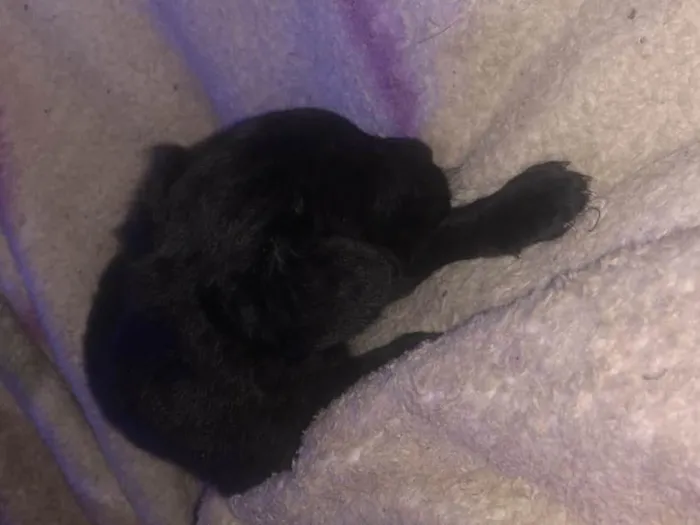 Cachorro ra a Vira-lata idade Abaixo de 2 meses nome Todos sem nome 