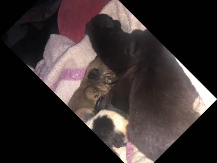 Cachorro ra a Vira-lata idade Abaixo de 2 meses nome Todos sem nome 