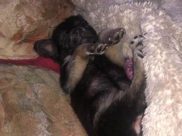 Cachorro ra a Vira-lata idade Abaixo de 2 meses nome Todos sem nome 