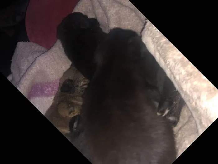 Cachorro ra a Vira-lata idade Abaixo de 2 meses nome Todos sem nome 