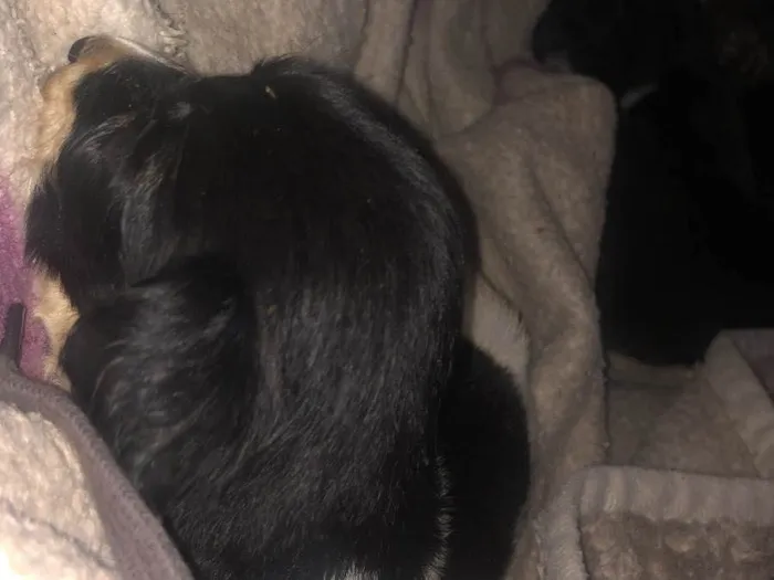 Cachorro ra a Vira-lata idade Abaixo de 2 meses nome Todos sem nome 