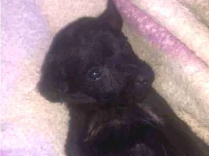 Cachorro raça Vira-lata idade Abaixo de 2 meses nome Todos sem nome 