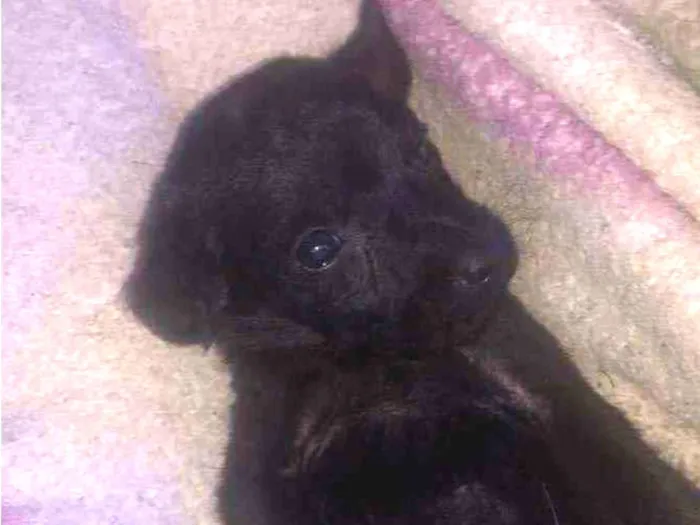 Cachorro ra a Vira-lata idade Abaixo de 2 meses nome Todos sem nome 