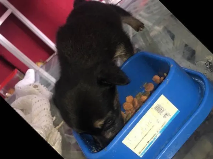 Cachorro ra a Vira-lata idade Abaixo de 2 meses nome Todos sem nome 