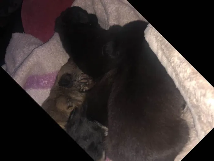 Cachorro ra a Vira-lata idade Abaixo de 2 meses nome Todos sem nome 