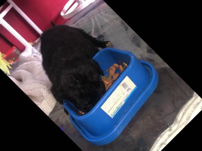Cachorro ra a Vira-lata idade Abaixo de 2 meses nome Todos sem nome 