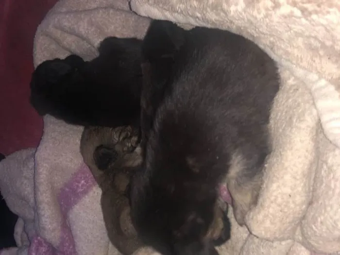 Cachorro ra a Vira-lata idade Abaixo de 2 meses nome Todos sem nome 