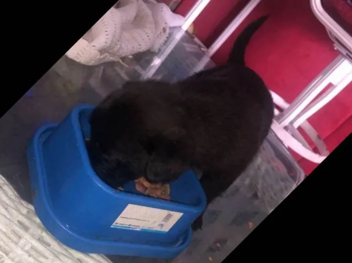 Cachorro ra a Vira-lata idade Abaixo de 2 meses nome Todos sem nome 