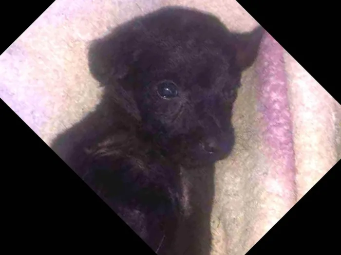 Cachorro ra a Vira-lata idade Abaixo de 2 meses nome Todos sem nome 