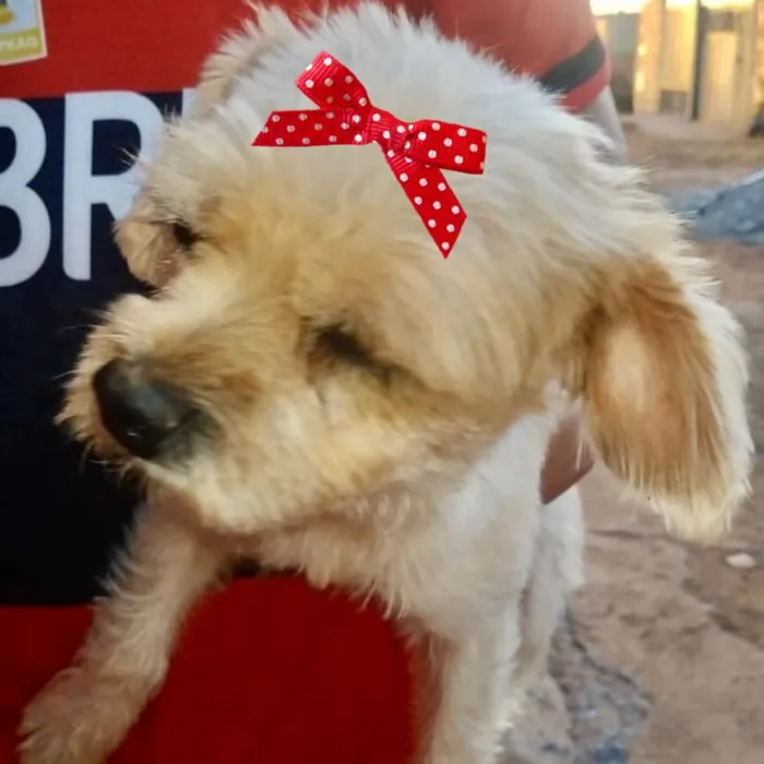 Cachorro ra a Mestiça  idade 2 a 6 meses nome Kika 