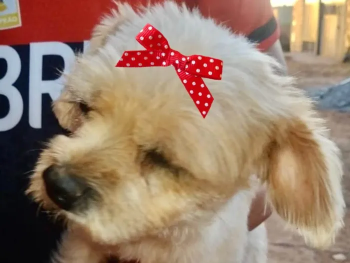 Cachorro ra a Mestiça  idade 2 a 6 meses nome Kika 