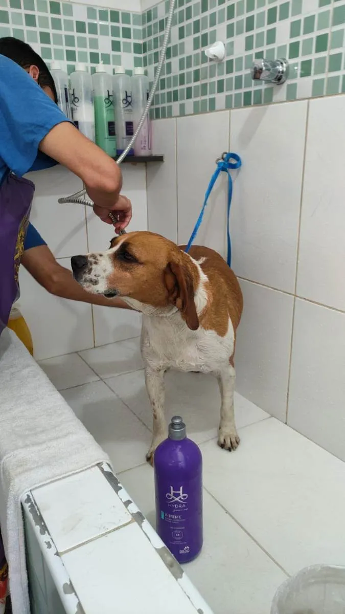 Cachorro ra a Beagle idade 3 anos nome Marcelina
